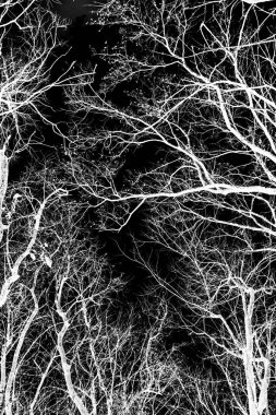 ağaç dalları siluet siyah arka plan üzerine beyaz