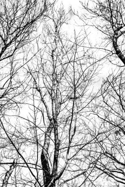 Beyaz arkaplanda ağaç dalları silueti