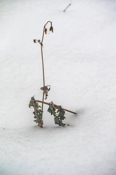 草乾燥枝雪冬の自然 — ストック写真
