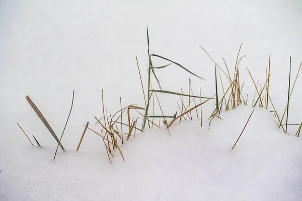 草乾燥枝雪冬の自然 — ストック写真