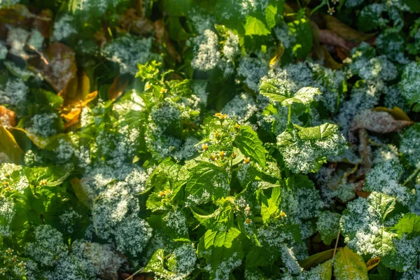 绿草雪模糊的背景博凯 — 图库照片