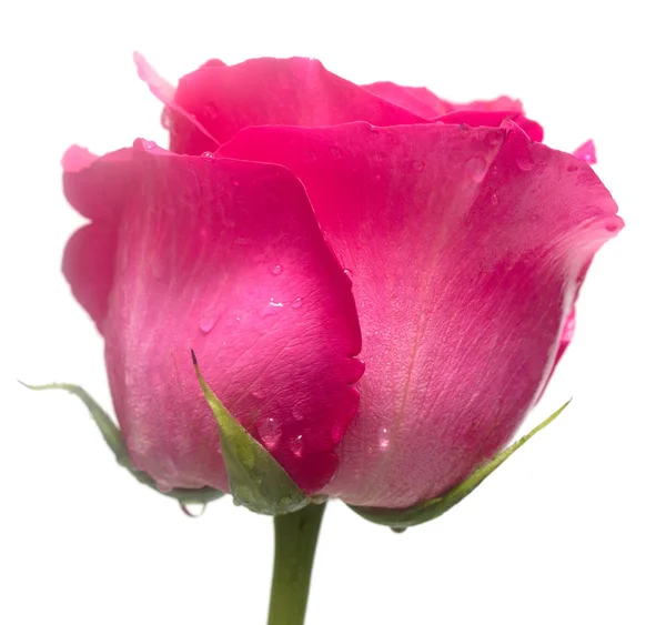 Teder Roze Bloem Closeup — Stockfoto