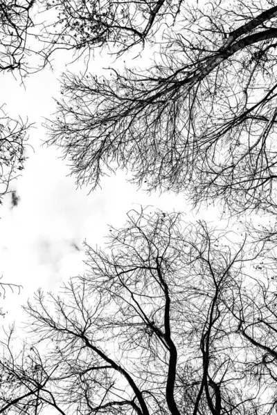 Arbre Branches Silhouette Sur Fond Blanc — Photo