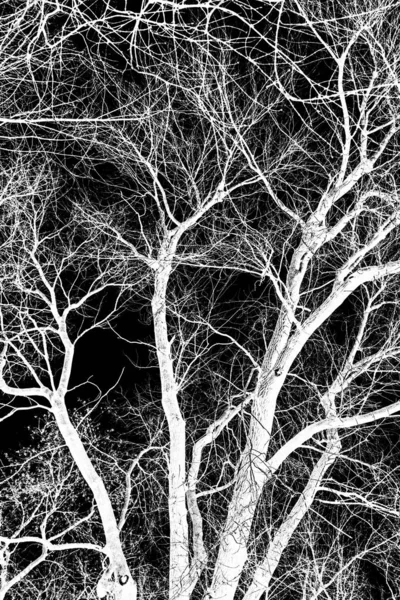 Гілки Дерева Білий Силует Чорному Фоні — стокове фото