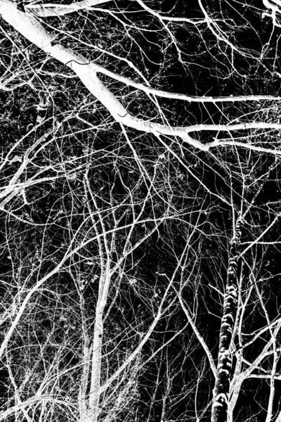 Branches Arbre Silhouette Blanche Sur Fond Noir — Photo