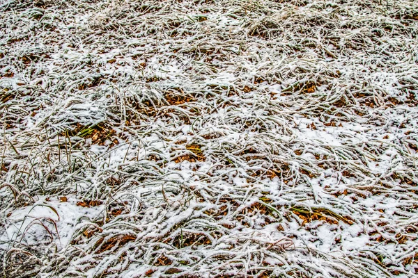 Höst Lämnar Gräs Snön — Stockfoto