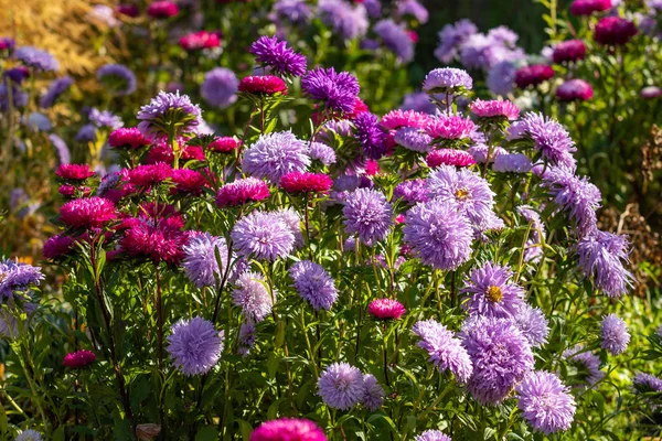 Parlak Sonbahar Çiçek Doğa Manzara — Stok fotoğraf