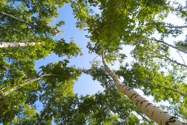 orman manzaralı aşağıdan gökyüzüne huş ağacı