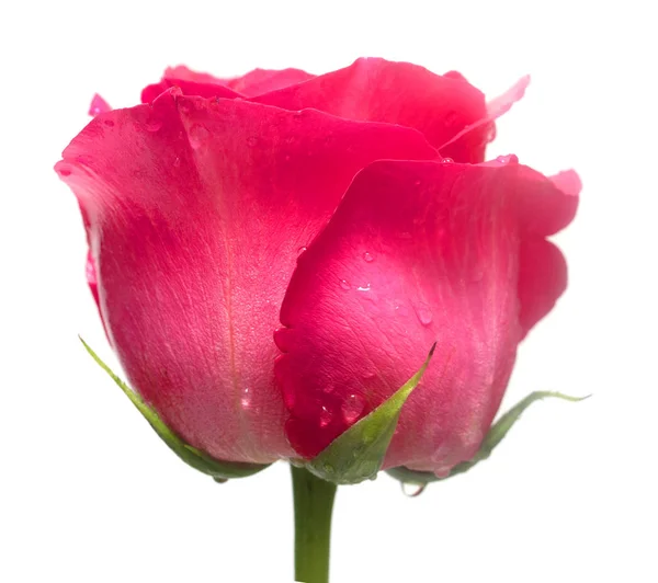 Tender Rose Flower Closeup — Stock Photo, Image