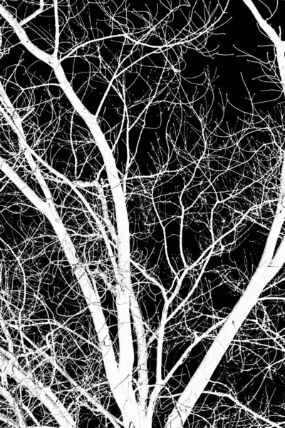 Tree Branches White Silhouette Black Background — Stock Photo, Image