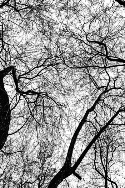 Arbre Branches Silhouette Sur Fond Blanc — Photo