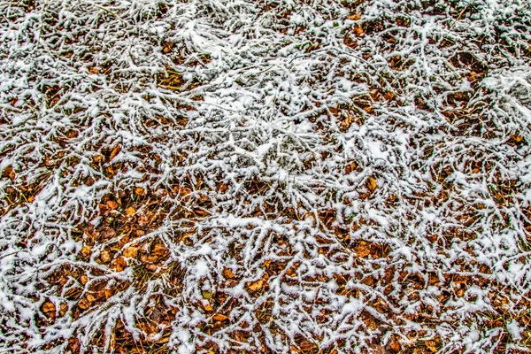 Herbst Lässt Gras Schnee — Stockfoto