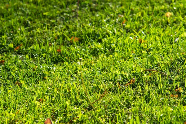 Grüner Gras Hintergrund Fokus Auf Die Mitte — Stockfoto