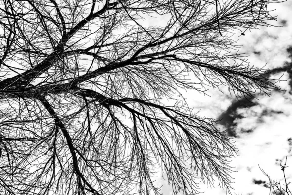 Baumzweige Silhouette Auf Weißem Hintergrund — Stockfoto