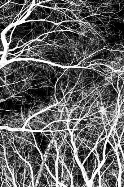 Branches Arbre Silhouette Blanche Sur Fond Noir — Photo