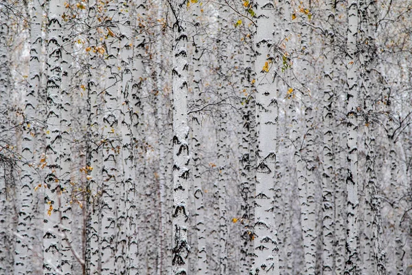 Зима Перший Сніговий Березовий Лісовий Пейзаж — стокове фото