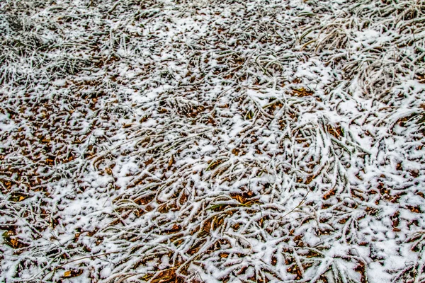 Otoño Deja Hierba Nieve —  Fotos de Stock