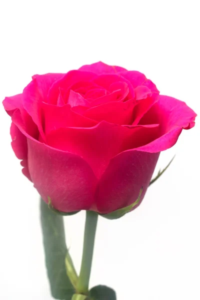 Tender Rose Flower Closeup — Stock Photo, Image