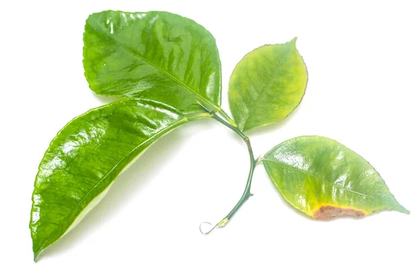 Green Leaf White Background — Stock Photo, Image