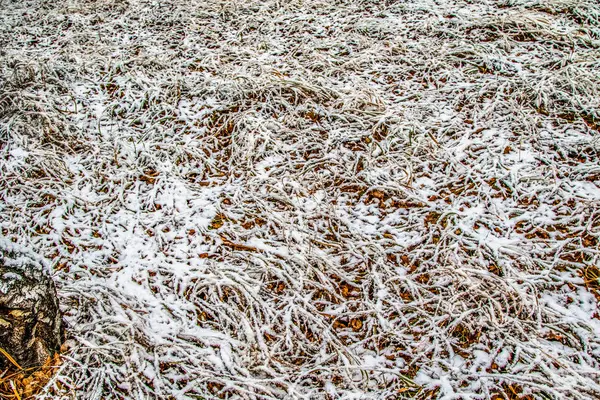 Feuilles Automne Herbe Dans Neige — Photo