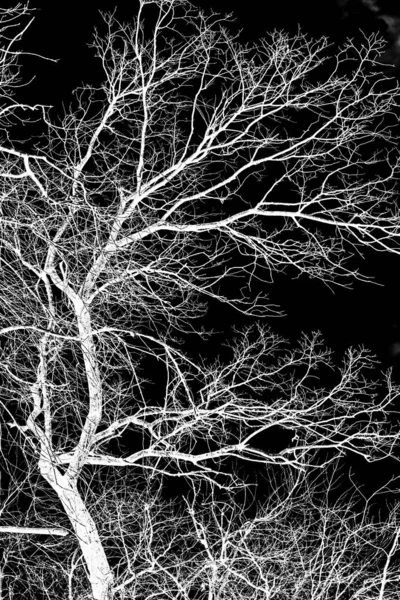 Branches Arbre Silhouette Blanche Sur Fond Noir — Photo