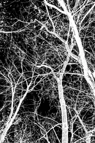 Branches Arbre Silhouette Blanche Sur Fond Noir — Photo