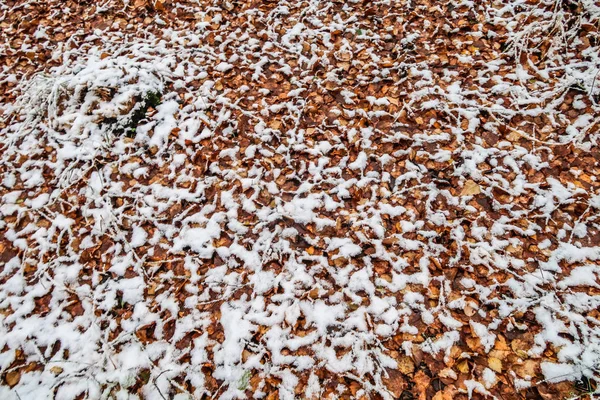 Autumn Leaves Grass Snow — Stock Photo, Image