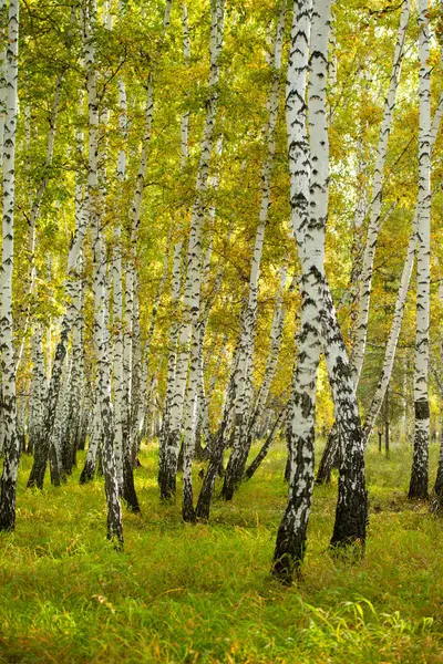 Gelber Birkenwald Spätherbstliche Naturlandschaft — Stockfoto