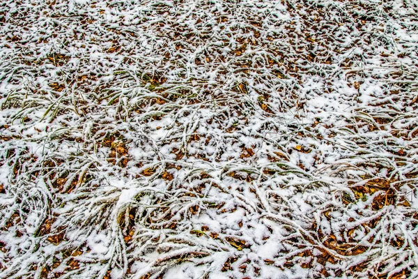 Autumn Leaves Grass Snow — Stock Photo, Image