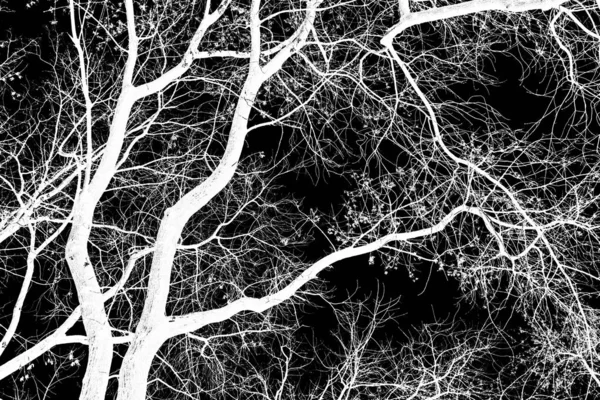 Branches Arbre Silhouette Blanche Sur Fond Noir — Photo