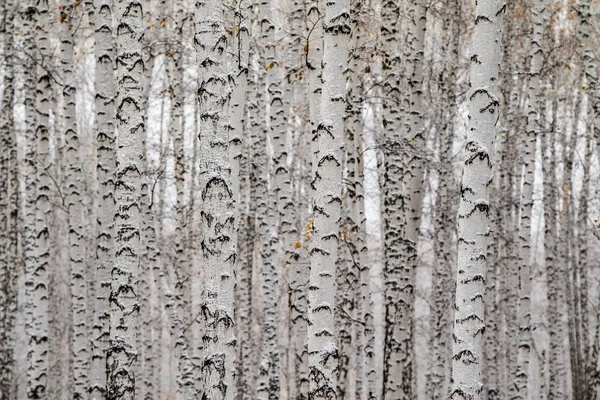 Winter Erster Schnee Birkenwälder Landschaft — Stockfoto