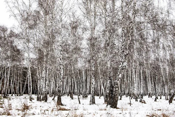 Vinterlandskap Björk Skog Natur — Stockfoto