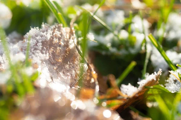 Hierba Verde Nieve Borrosa Fondo Bokeh —  Fotos de Stock