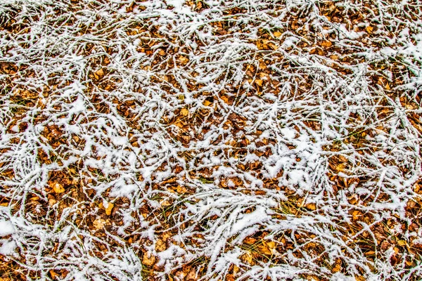 Autumn Leaves Grass Snow — Stock Photo, Image