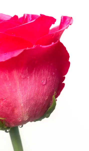 Tender Rose Flower Closeup — Stock Photo, Image