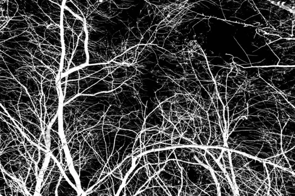 tree branches white silhouette on black background