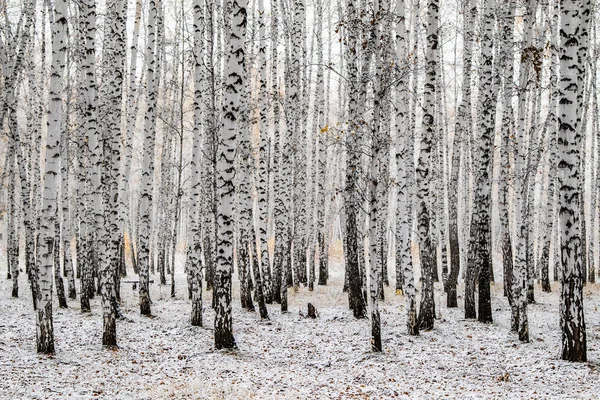 冬の最初の雪は 森林景観をバーチ — ストック写真