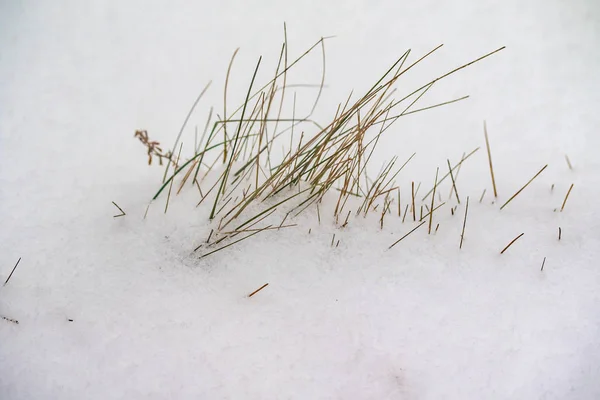 草乾燥枝雪冬の自然 — ストック写真