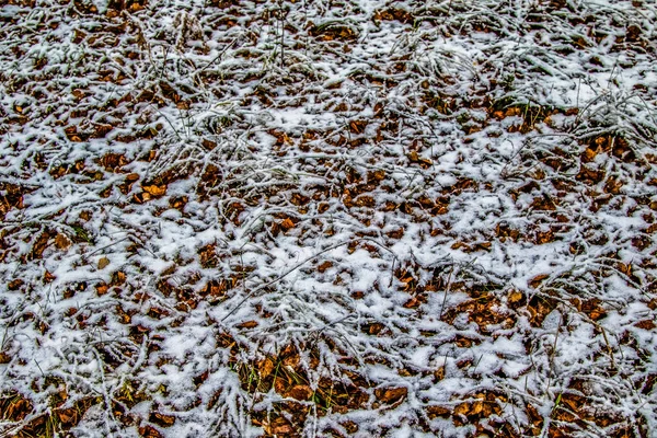 Outono Deixa Grama Neve — Fotografia de Stock