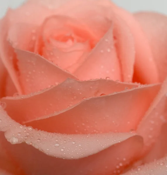 Tender Rose Flower Closeup — Stock Photo, Image