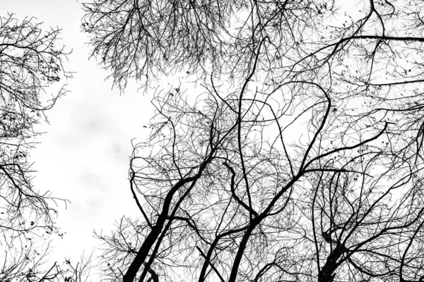 Silueta Ramas Árbol Sobre Fondo Blanco — Foto de Stock