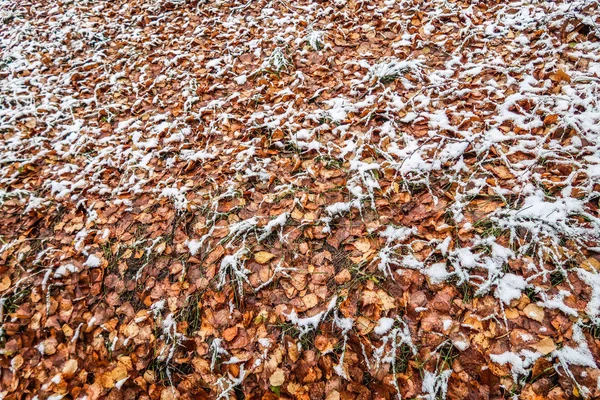 Feuilles Automne Herbe Dans Neige — Photo