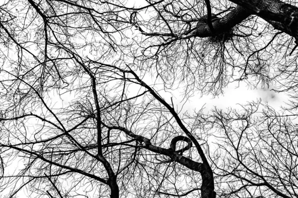 Tree Branches Silhouette White Background — Stock Photo, Image