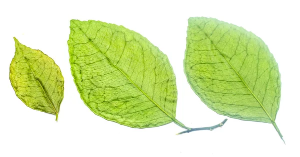 Green Leaf White Background — Stock Photo, Image