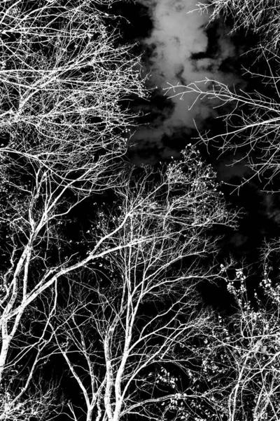 Branches Arbre Silhouette Blanche Sur Fond Noir — Photo