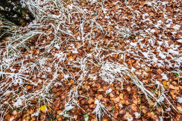 Осінь Листя Трави Снігу — стокове фото