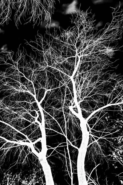 Branches Arbre Silhouette Blanche Sur Fond Noir — Photo