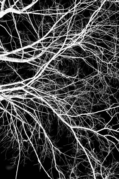 Tree Branches White Silhouette Black Background — Stock Photo, Image