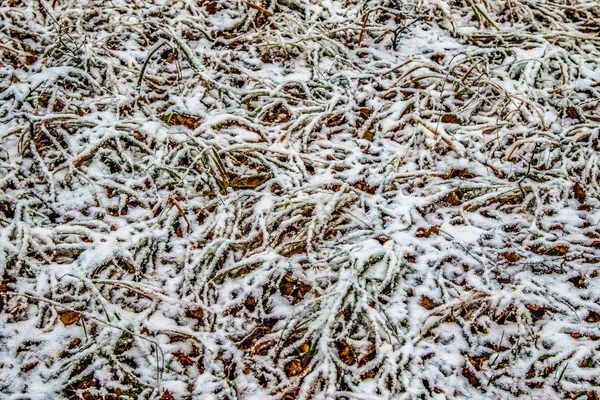 Feuilles Automne Herbe Dans Neige — Photo