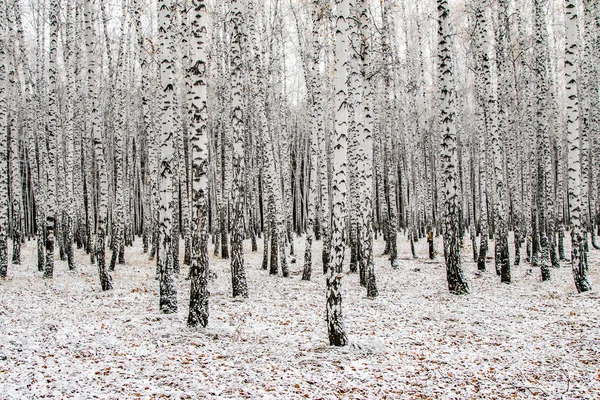 Winter First Snow Birch Forest Landscape — Stock Photo, Image